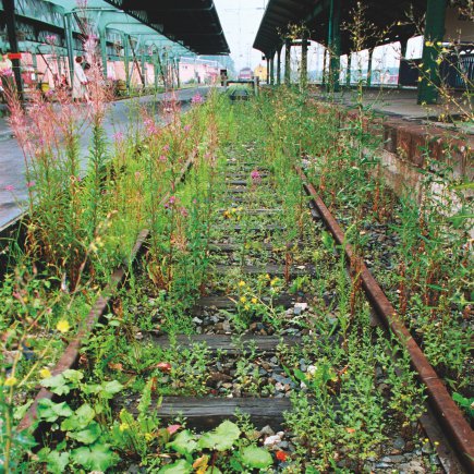 Lois Weinberger, What is beyond plants is at one with them, Documenta X, 1997