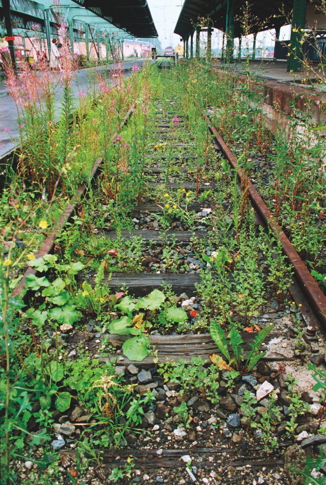 Lois Weinberger, What is beyond plants is at one with them, Documenta X, 1997 Lois Weinberger, What is beyond plants is at one with them, Documenta X, 1997