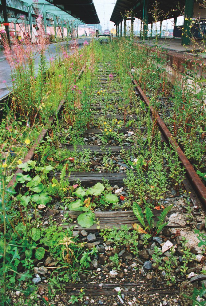 Lois Weinberger, What is beyond plants is at one with them, Documenta X, 1997