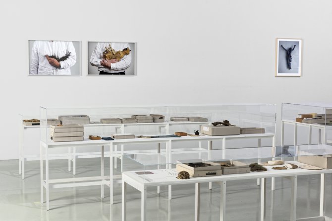 Vue de l'exposition : Lois Weinberger, L’Envers du Paysage au Frac Franche-Comté en 2018