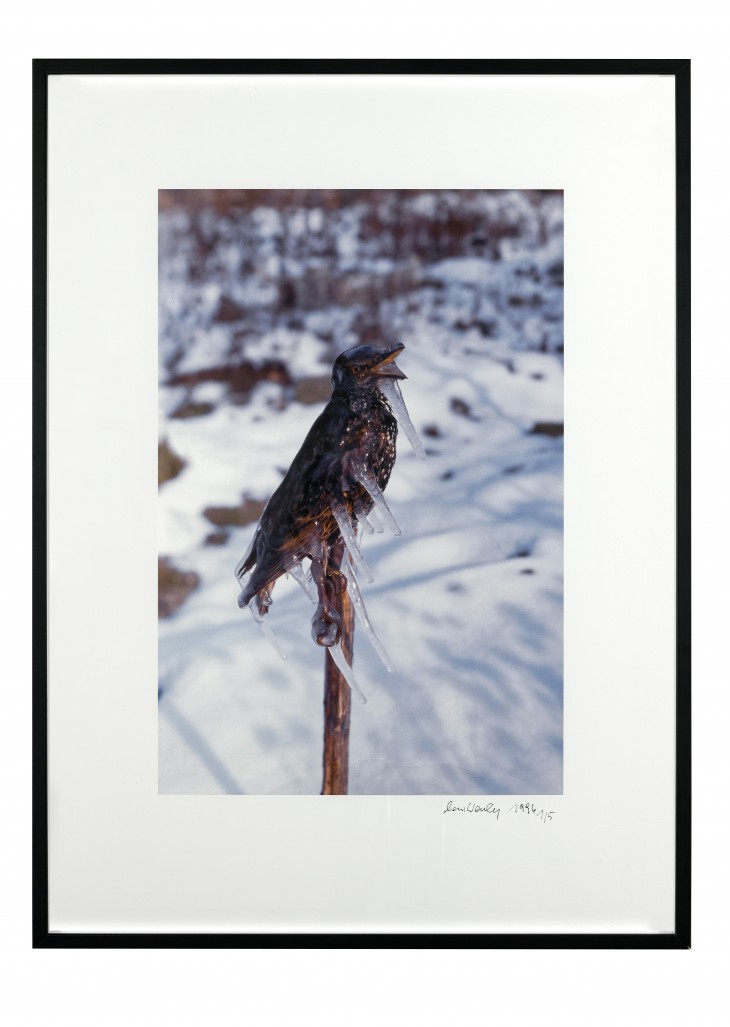 Lois Weinberger, Frozen Starling, 1996, Collection Frac Franche-Comté.